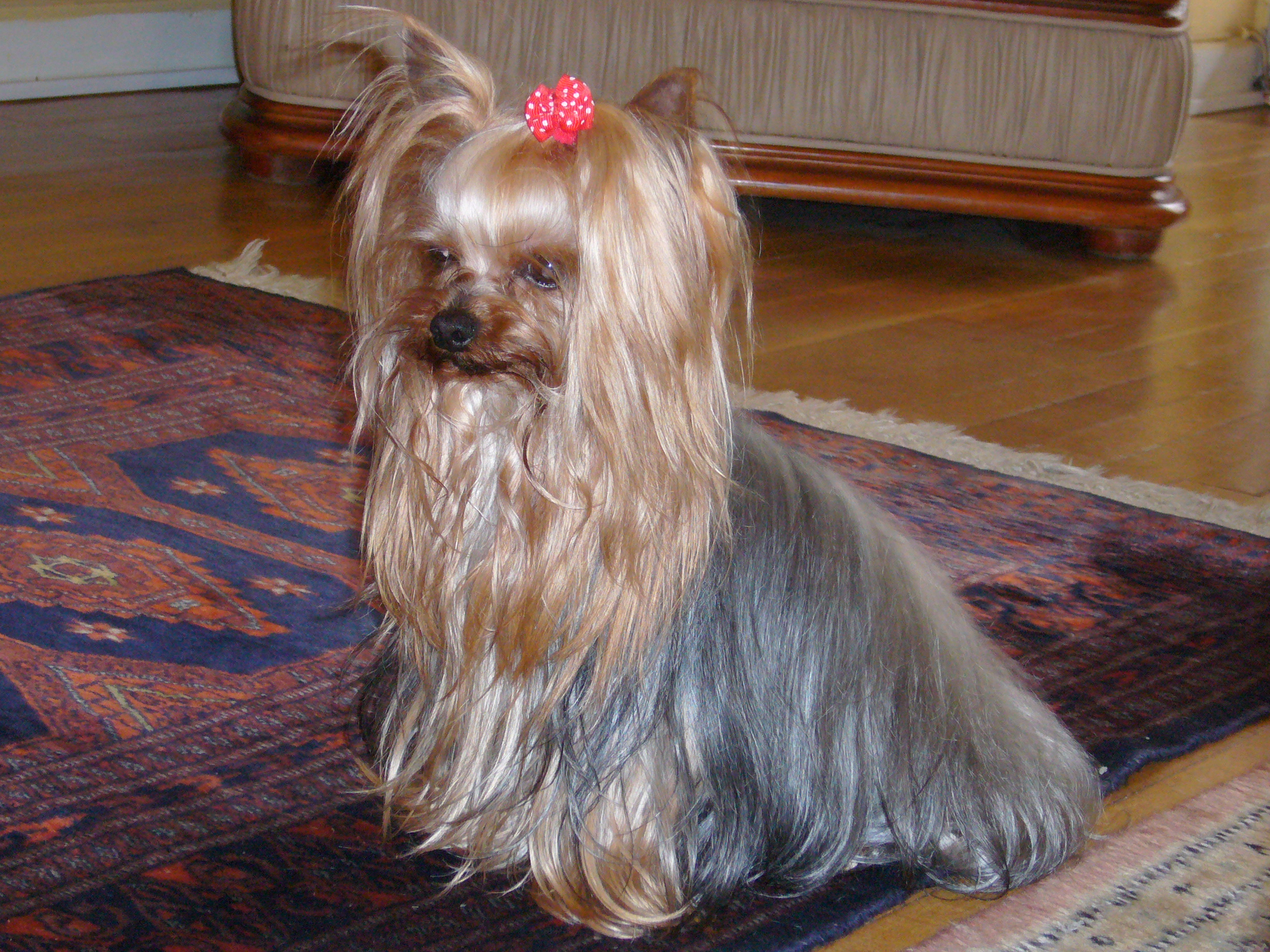 Long-Haired Yorkie Sitting Politely
