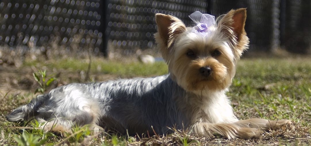 Shorthaired Yorkie freshly trimmed
