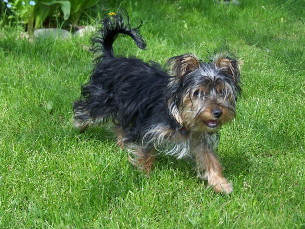 Yorkie walking on Grass