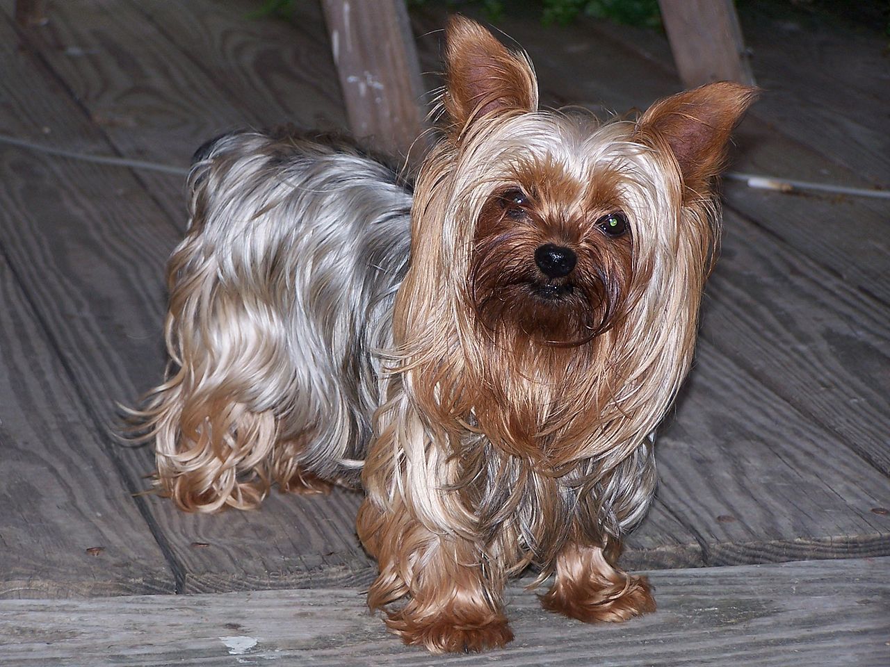 Image of Yorkie Sitting